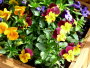 Blumenbeet